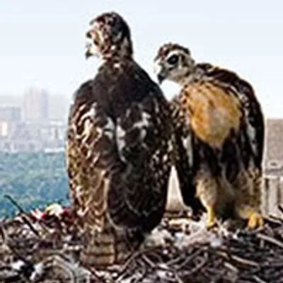 Urban-Hawks logo